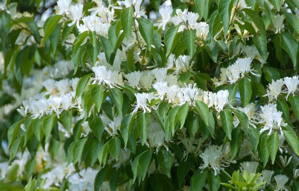 Растение Жимолость Мааки/Lonicera maackii С3/Н 40-50