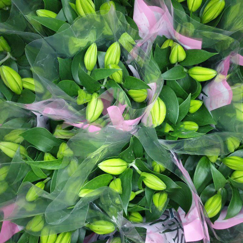 Рослина Лілія орієнтал 13х45 мікс