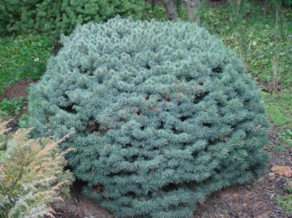 Растение Ель колючая / Picea pungens Brynek, C12