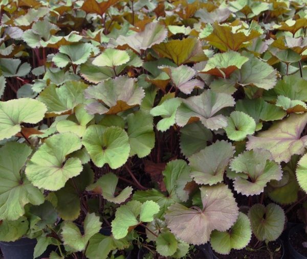 Растение Бузульник Othello Ligularia Othello