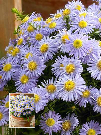 Корневище астры Проф. А.Киппенберг 1 шт. 