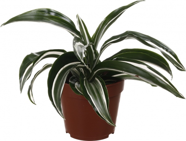 Рослина кімнатна Драцена Компакта 12/25