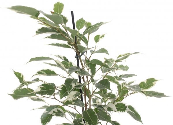 Растение Фікус benjamina 12/40+