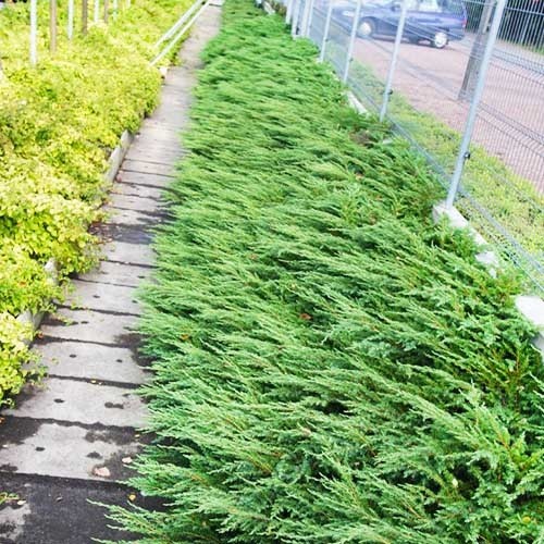 Рослина Ялівець Репанда d15/h30