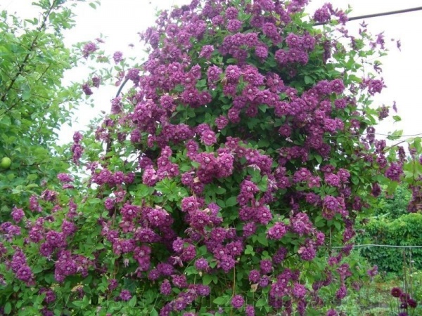 Растение Клематис пурпурный элеганс d11/h40