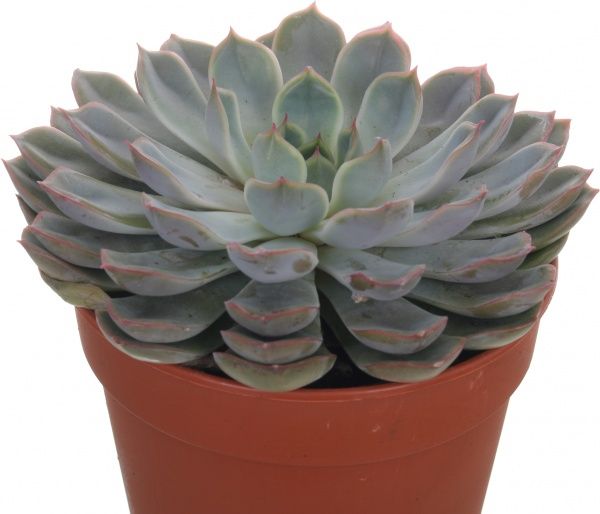 Рослина Суккулент мікс 12/15