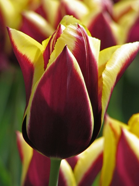 Луковица TUBERBULB Export B.V. тюльпана триумф Гавота 3 шт. 