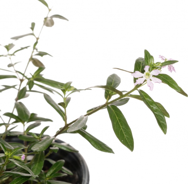 Растение декоративное Куфея хиссопифолия Мирто д.9