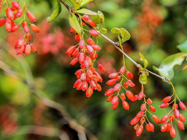 Растение Дереза обычная/Lycium barbarum С3/Н 30-40