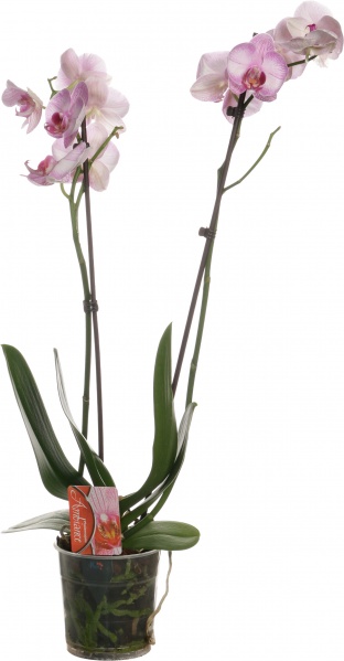 Растение комнатное Фаленопсис микс 1 ствол 12/60-70