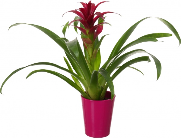 Растение декоративное Гузмания микс 12/40