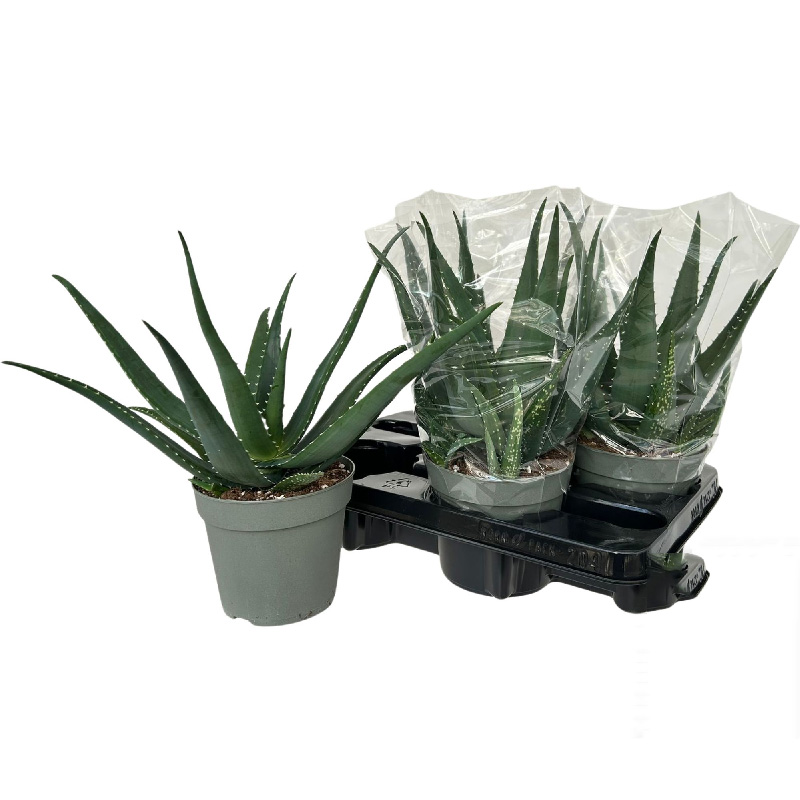 Растение Алоэ 14х30 Vera