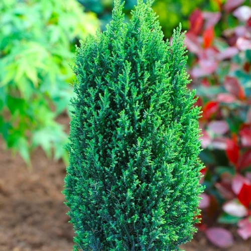 Растение Кипарисовик Ellwoodii C3