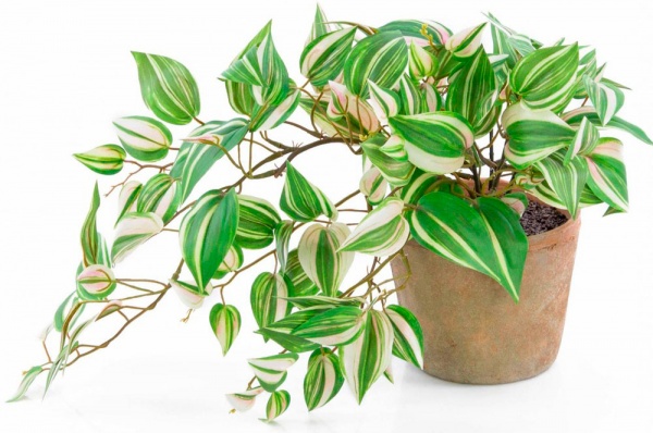 Растение Традесканция d15