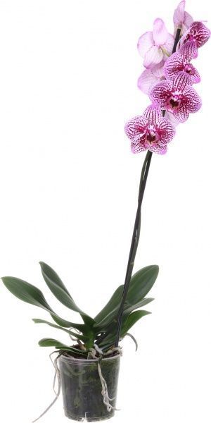 Растение Фаленопсис микс 1 ствол Акция! 12х50 см