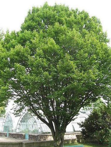 Растение Граб обыкновенный Carpinus betulus h 140-150 см