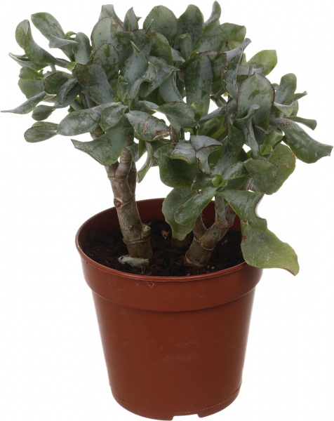 Растение комнатное Красулла микс 12х18 см