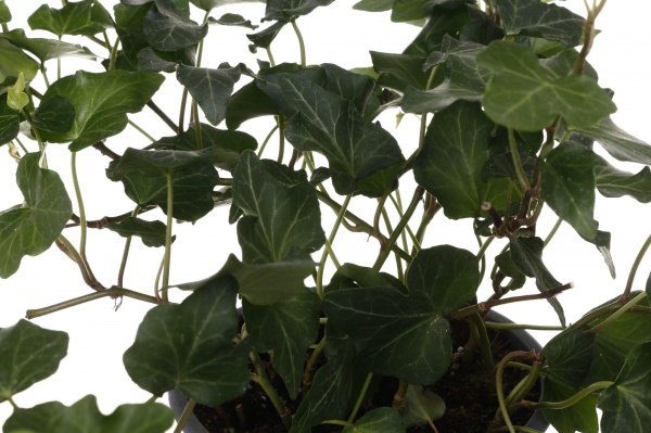 Рослина кімнатна Хедера д13 в25