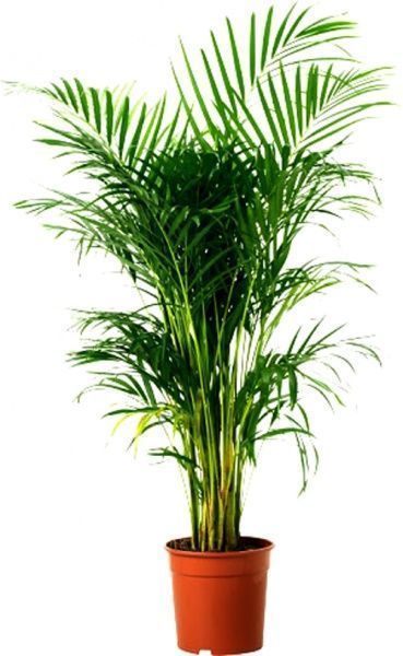 Рослина кімнатна Хризалідокарпус 21/120 Chrysalidocarpus Lutescens