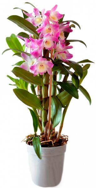 Рослина Дендробіум Nobile 1 стовбур мікс 12х50 см