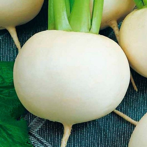 Семена Seedera Снежный шар 2 г