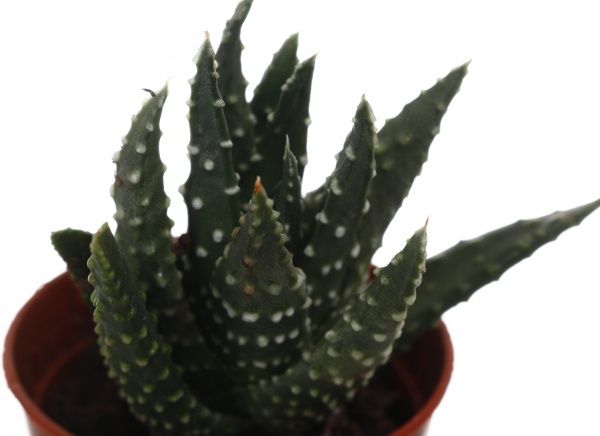 Рослина кімнатна Хавортія мікс 6х10 см