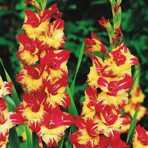 Цибулина Гладіолус Великоквітковий Stereo 3 шт.