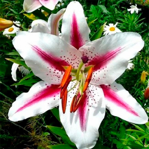 Луковица Яскрава Лилия ориентальная Hotspot 