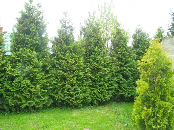 Растение Туя Брабант 160л