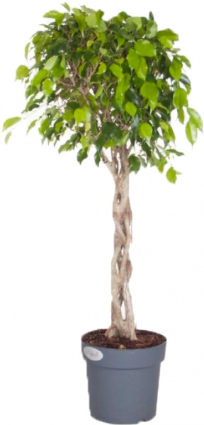 Растение Фикус бенжамина на штамбе 12/45