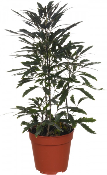 Растение комнатное Дизиготека d12/h35