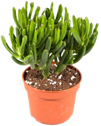Растение Крассула 8х15 Hobbit