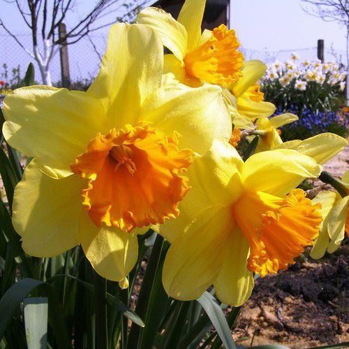 Луковица Яскрава Fortissimo 2 шт. 