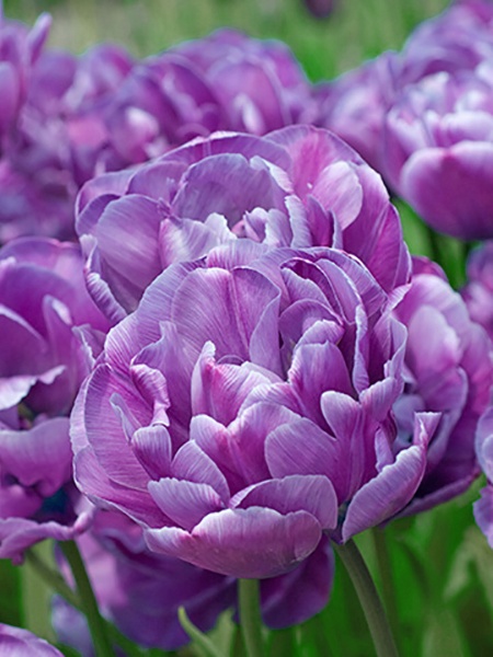 Цибулина TUBERBULB Export B.V. тюльпана повного пізнього Блу Даймонд 3 шт. 