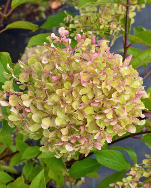 Рослина Гортензія волотиста Романтік Айс /HYDRANGEA PANICULATA Romantic Ace С7,5
