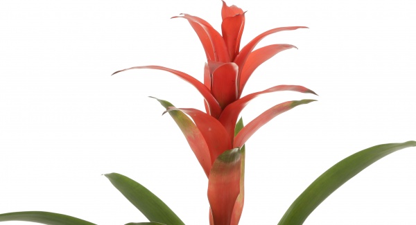 Растение Бромелия микс 13/50