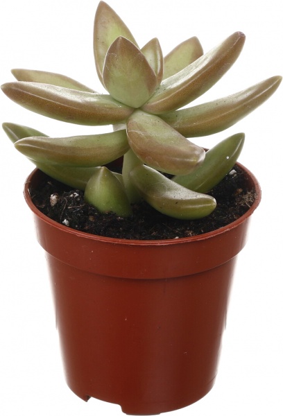 Рослина кімнатна Сукулент 5х8 см