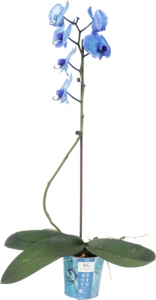 Растение Фаленопсис 1 ствол Royal Blue 12x60 см