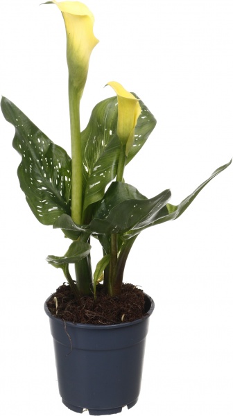 Рослина кімнатна Калла мікс 12/40