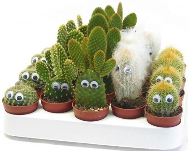 Рослина Кактус з очима 6/10