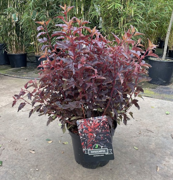 Рослина Фізокарпус 27/80(пухироплідник)