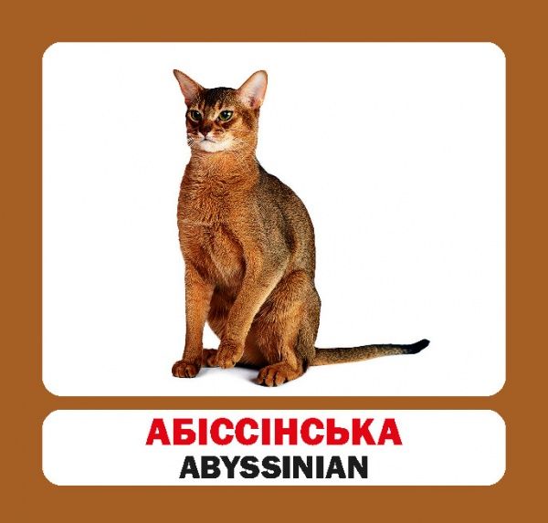 Книга «Навчальний посібник. Коти. англ-укр»