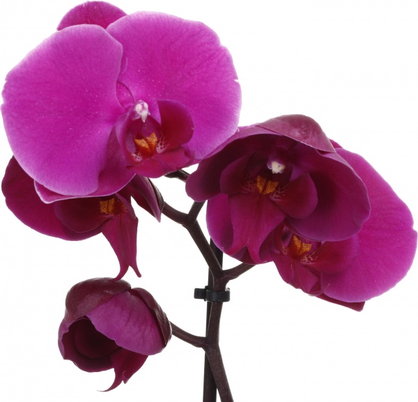 Растение Фаленопсис 1-2 ветки микс d12/h40