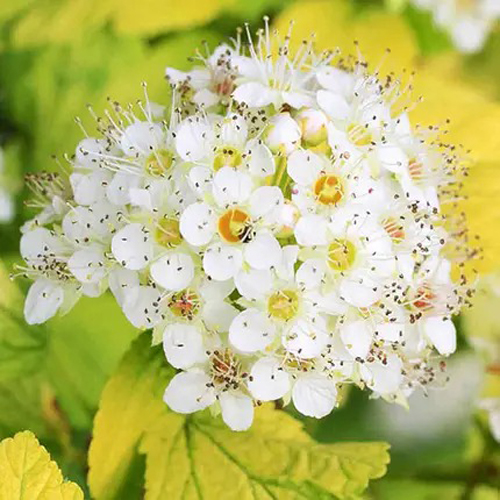 Растение Пузыреплодник/ Physocarpus opulifolius Dart`s Gold С2, H 30-40