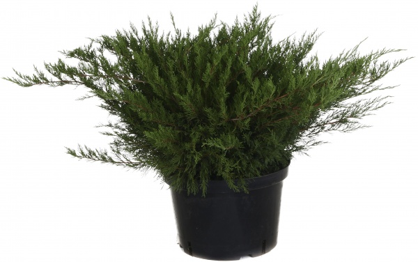 Растение Можжевельник средний Mint Julep (V20-S23 h40 d80-90 C25)