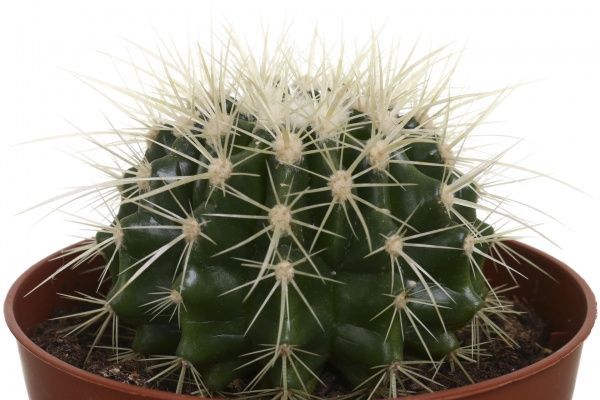 Рослина кімнатна Кактус ехіногрузон 12х15 см