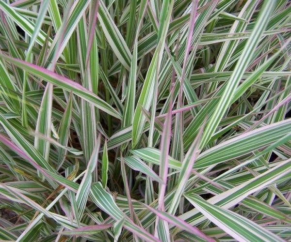 Растение Канареечник тростниковидный