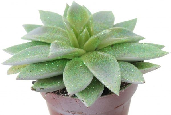 Рослина Ехеверія 9х20 см радуга