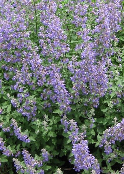 Растение Котовник Dropmore