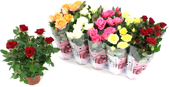 Растение комнатное Роза Kordana 10x25-30 микс